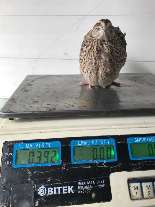 Перепела яйцо перепелиное