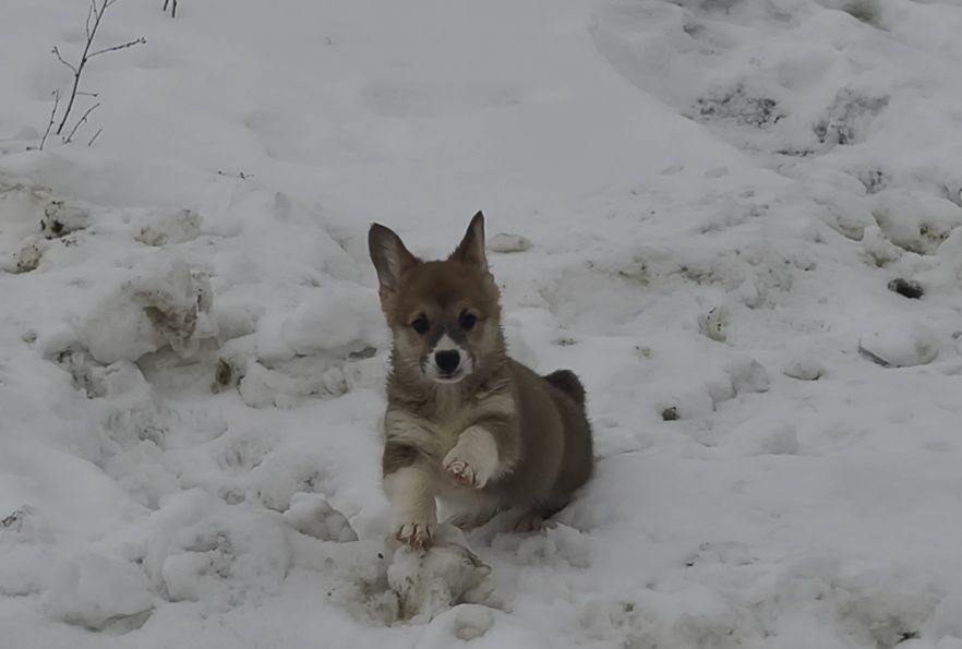Мечты сбываются. Щенки корги.