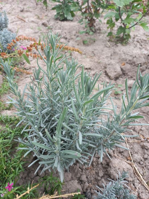 Лаванда фіолетова