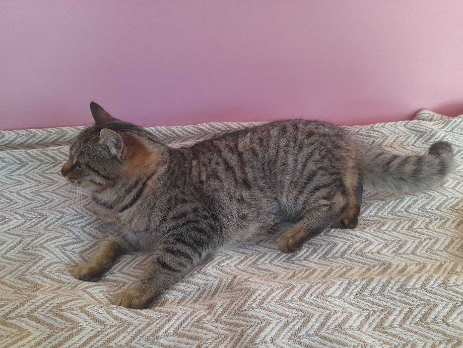 Кішка стерилізована