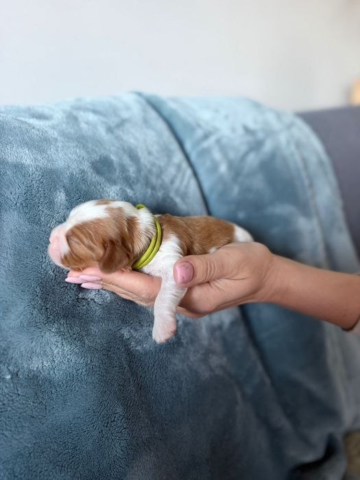 Cavalier King Charles Spaniel
