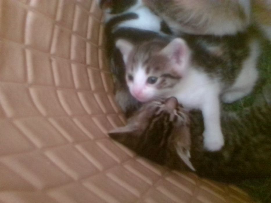 Гарнi  кошенята в добрi руки 5мiс