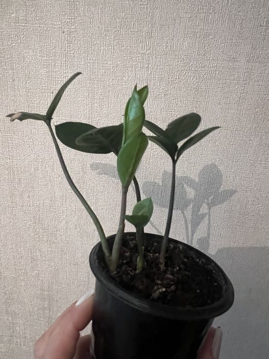 Замиакулькас долларовое дерево  разные
