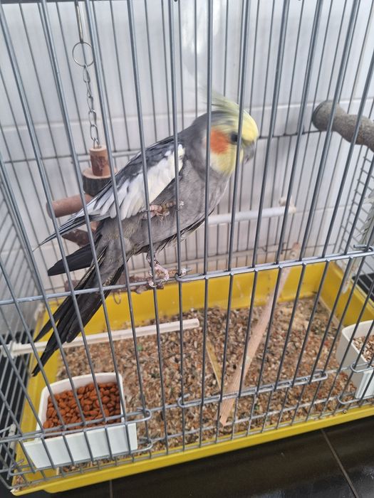 Caturras procuram novo lar