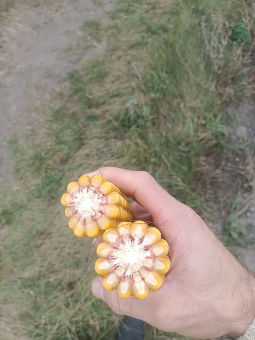 Kiszonka z kukurydzy w belach