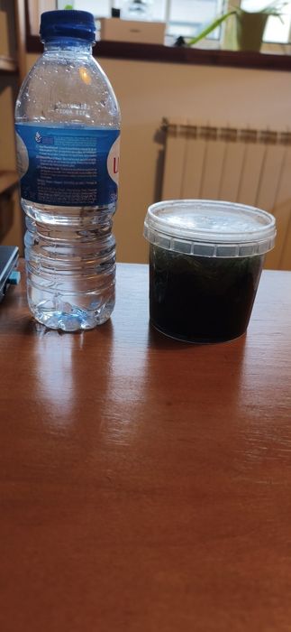 Musgo para aquário (Vesicularia sp.)