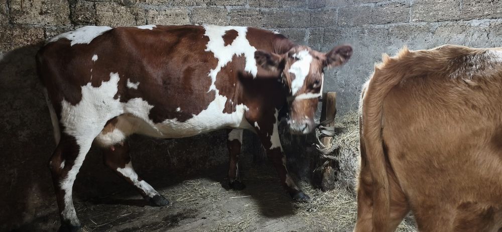 Продам айширку на хозяйство!