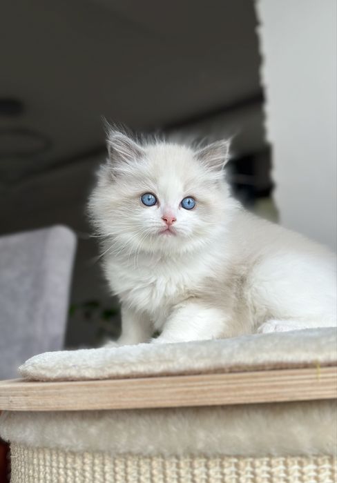 Kocurek ragdoll hodowlano wystawowy FPL