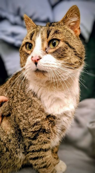 Przytulas Ecik czeka na dom w schronisku