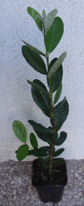 AKKA SELLOWA Feijoa - sadzonki w doniczkach