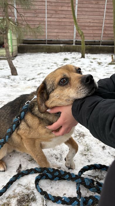 Piasek samiec pies kundelek do adopcji kalisz poznan wroclaw lodz