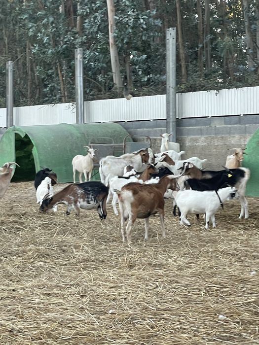 Cabras de varias raças