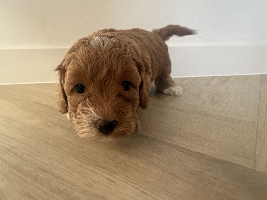 Maltipoo F1 b piesek,rodowód,badania genetyczne