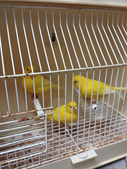 canários para venda
