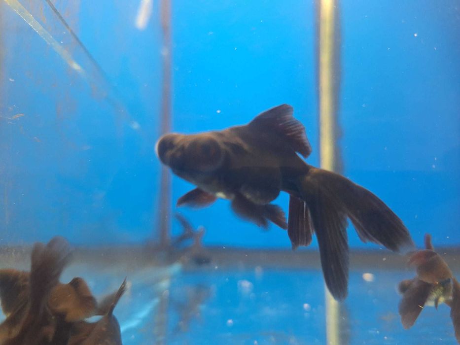 Gold fish Telescópio negro