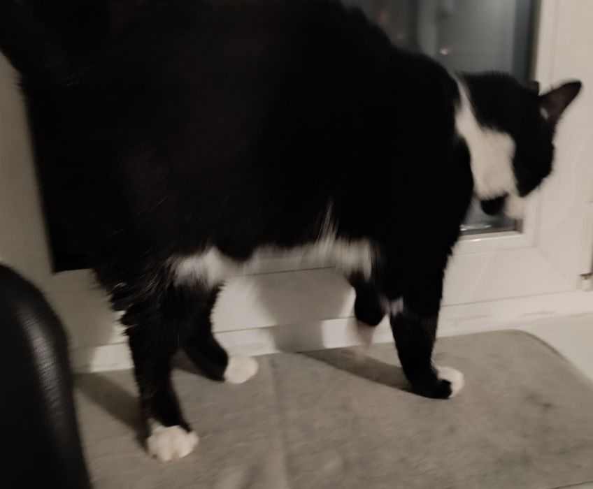 Oddam Kota na kolana