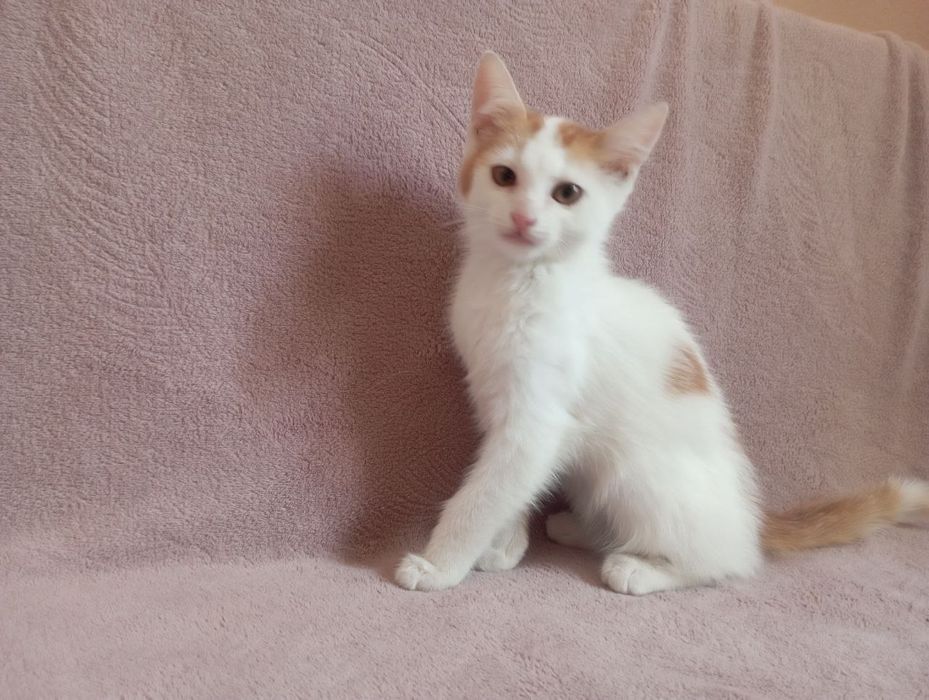 Миле кошеня шукає люблячу  родину.