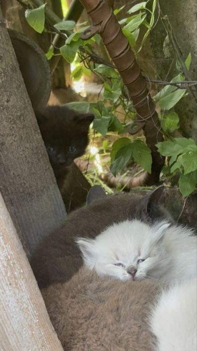 Віддам подарую котеня (чорне)