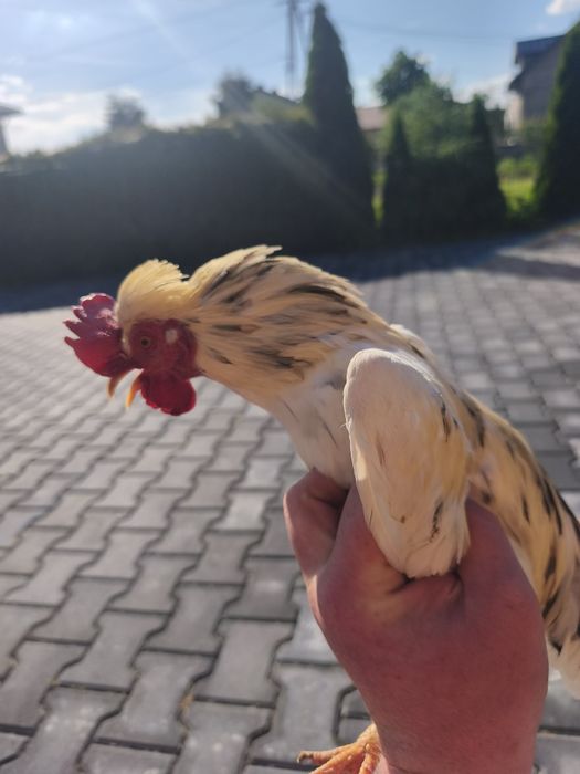 Kogut liliput perlik