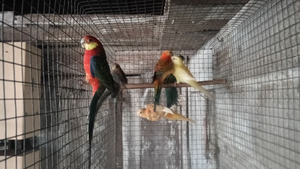 Aves em excelente estado