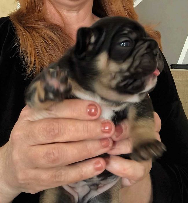 Французский бульдог мальчик блек тан