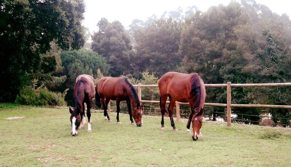 Cavalos a Penso ou Pasto - Espinho/Vila Nova de Gaia