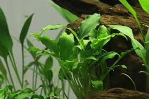 Schismatoglottis prietoi 1 i 2 plan