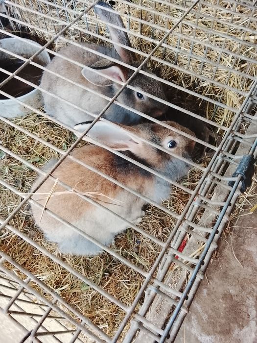 Coelhos para criação