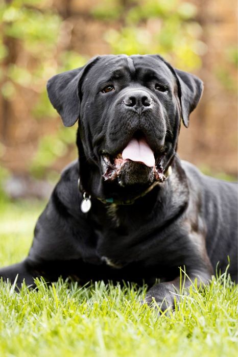 Титулованый кобель, черного окраса