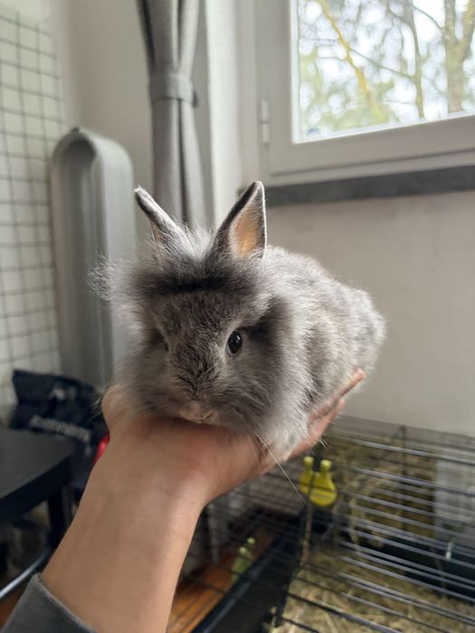 Coelho para Adoção Responsável - Acessórios