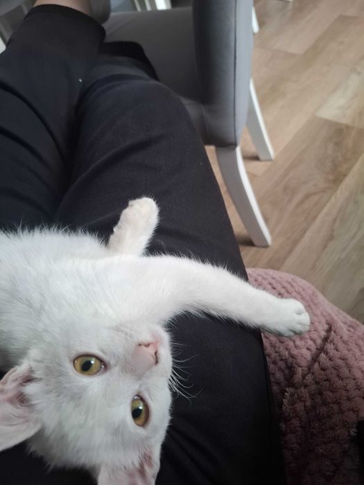 Oddam za darmo białą kotkę