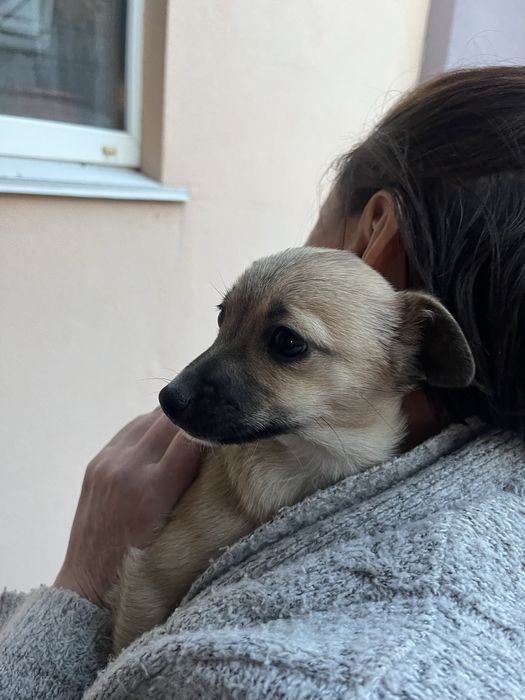 Маленькі собачки