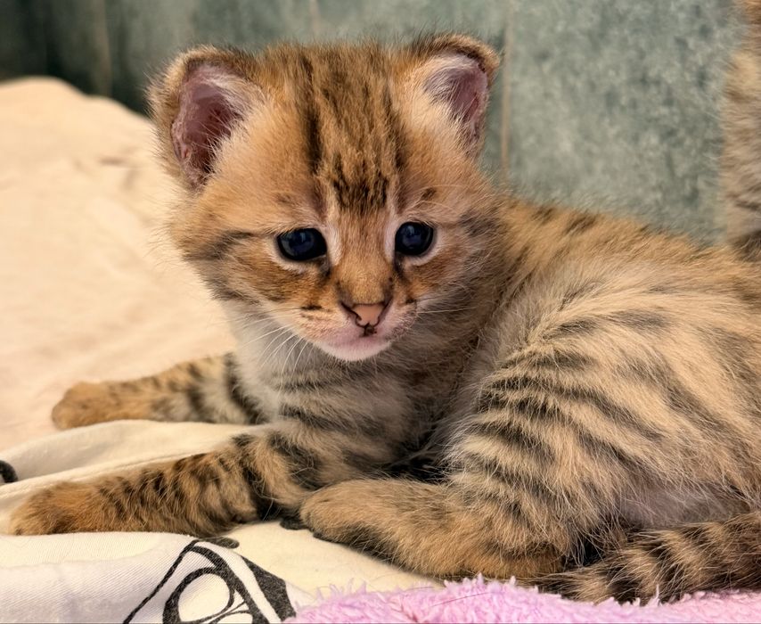 Саванна ф 1 котенок огромный