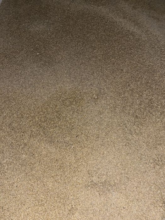 Zboże 2025 - pszenica/owies/jęczmień