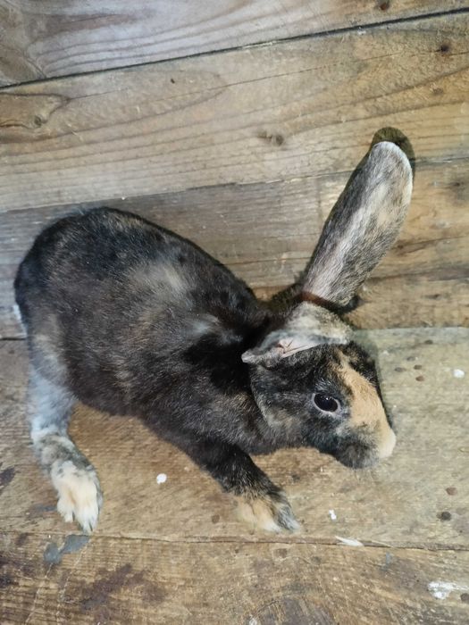 Króliki rex trójbarwny samce