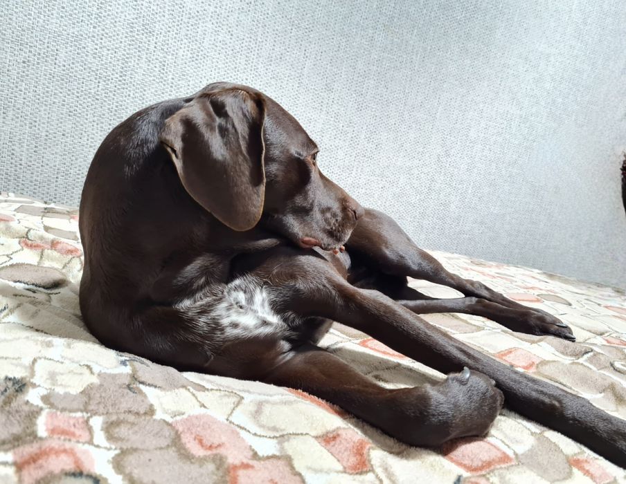 Курцхаар дівчинка чекає нареченого