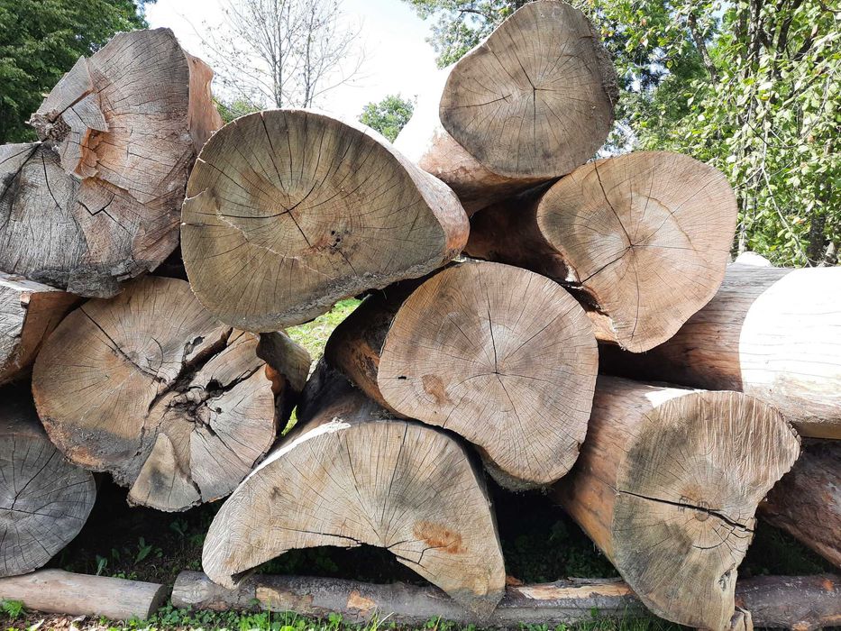 Drzewo Jesion kłody