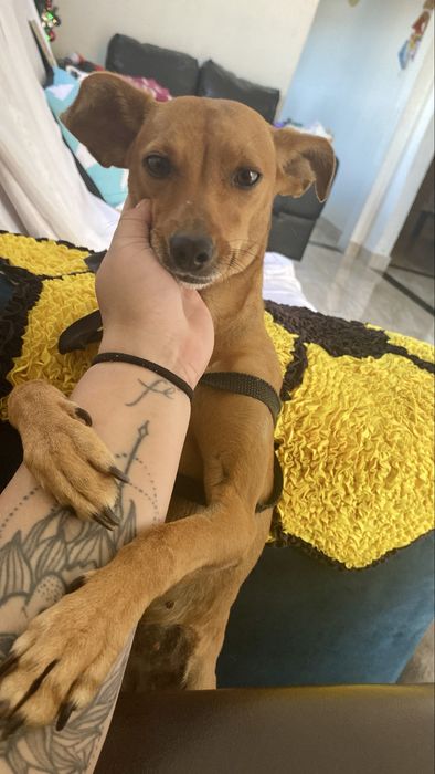 Passeio de Cães à Noite em Braga - 10€ - Seg a Sex