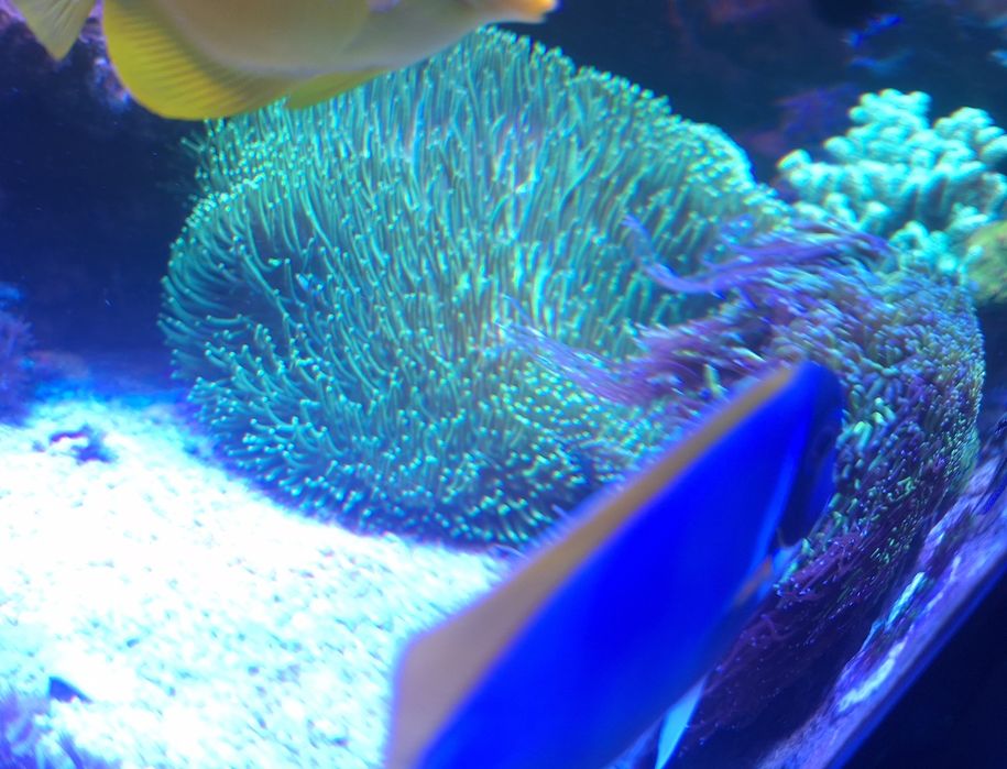 Sarcophyton akwarium morskie