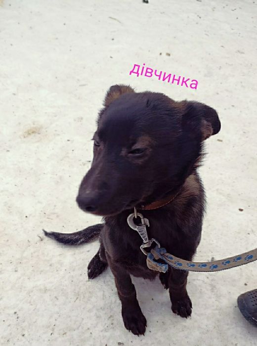 Цуцики хлопчік дівчинка Черкаси