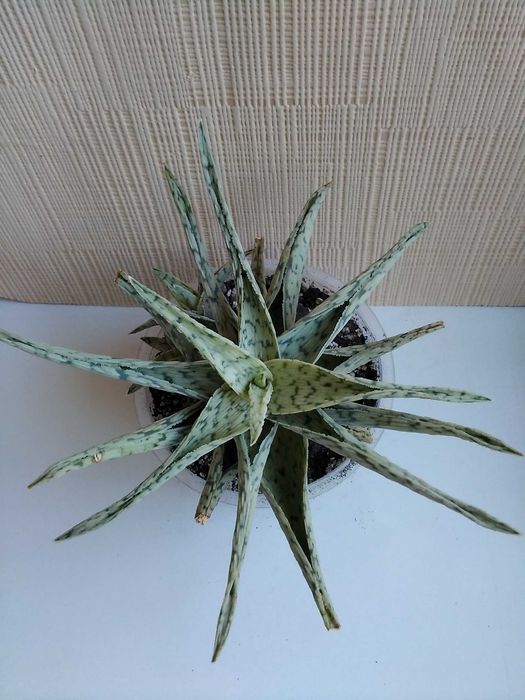 Алоэ гибридное алоэ Humilis алое хуміліс