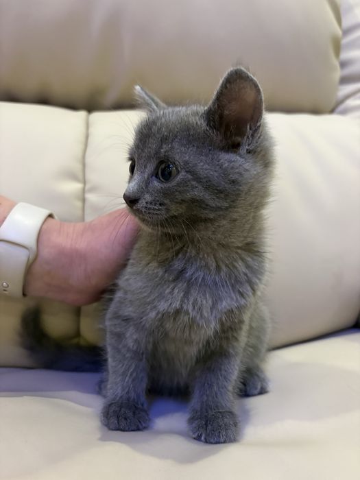 Кошенята , 1,5 місяць