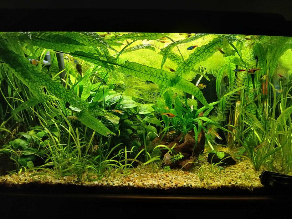 Rośliny akwariowe, gupiki młode z własnej hodowli