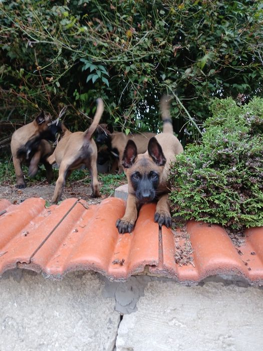 Szczenię owczarek belgijski malinois