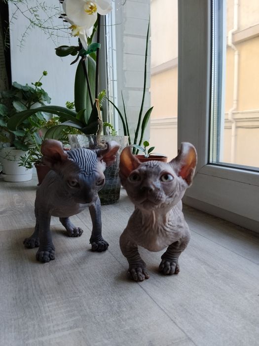 Котята сфинкс и бомбино продам