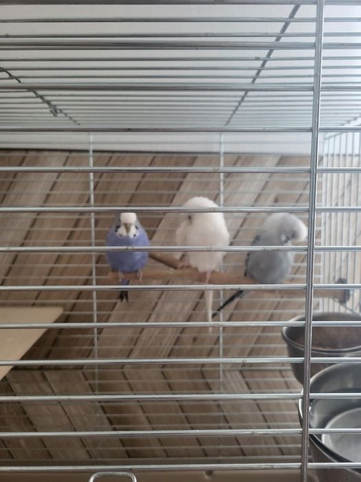 Zaginęły 3 papugi