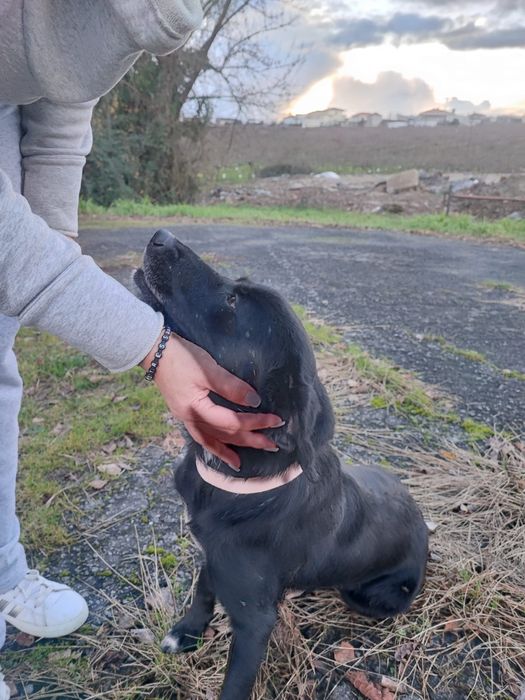 Cadelinha para adopção