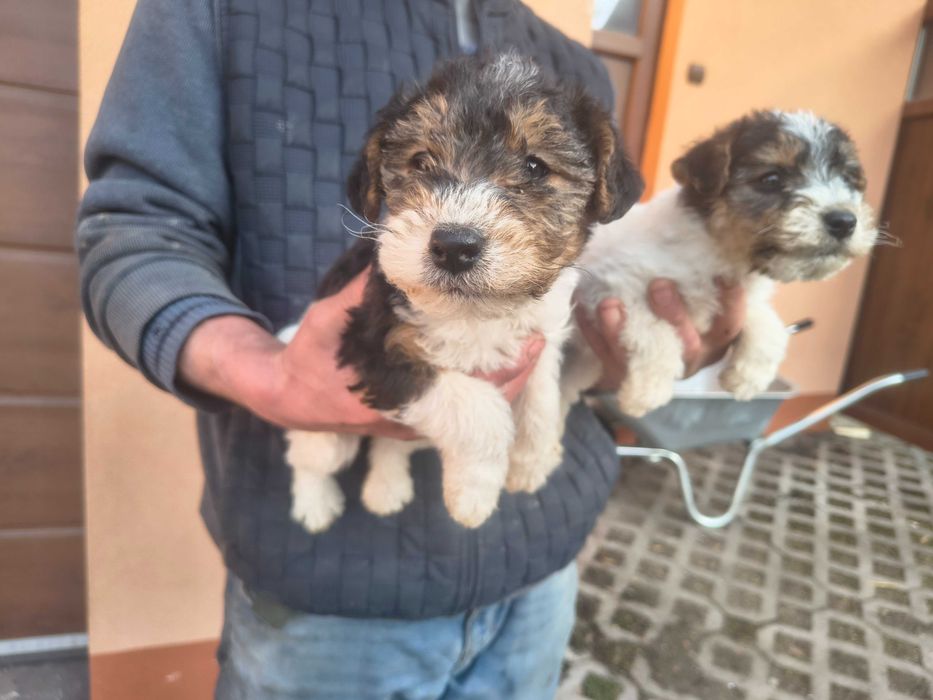 Foksterier szorstkowłosy tricolor PRZEPIĘKNA SUCZKA
