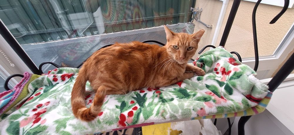 Fábio - gato para adoção