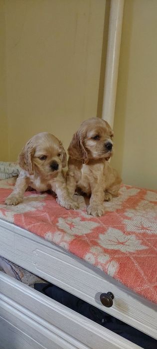 Американській кокер спаніель. Дівчатка